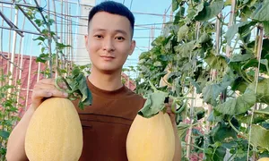 Chàng trai biến sân thượng thành khu vườn xanh mướt